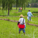 Scene of Rice Field Fertilization