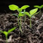 Fertilizer industry