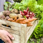 Vegetable seedling and tuber crop scene