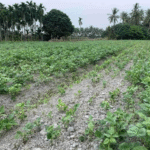 Planting scenes of crops in acidic soil