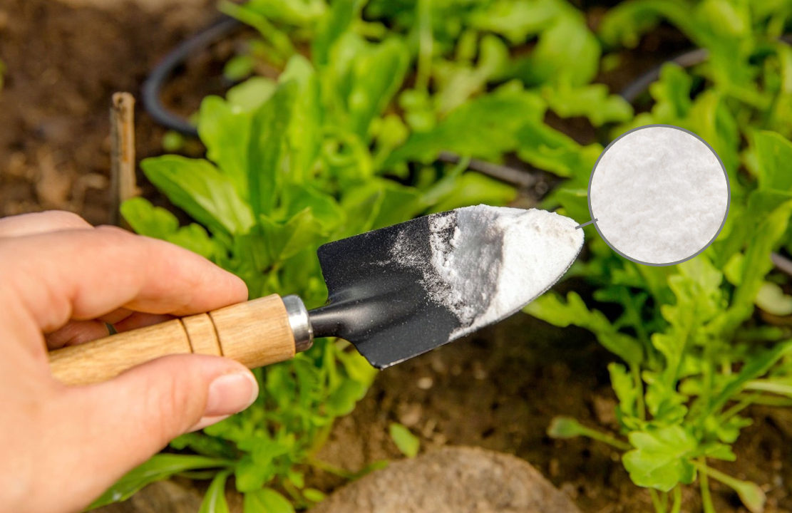 fertilize pants with sodium bicarbonate