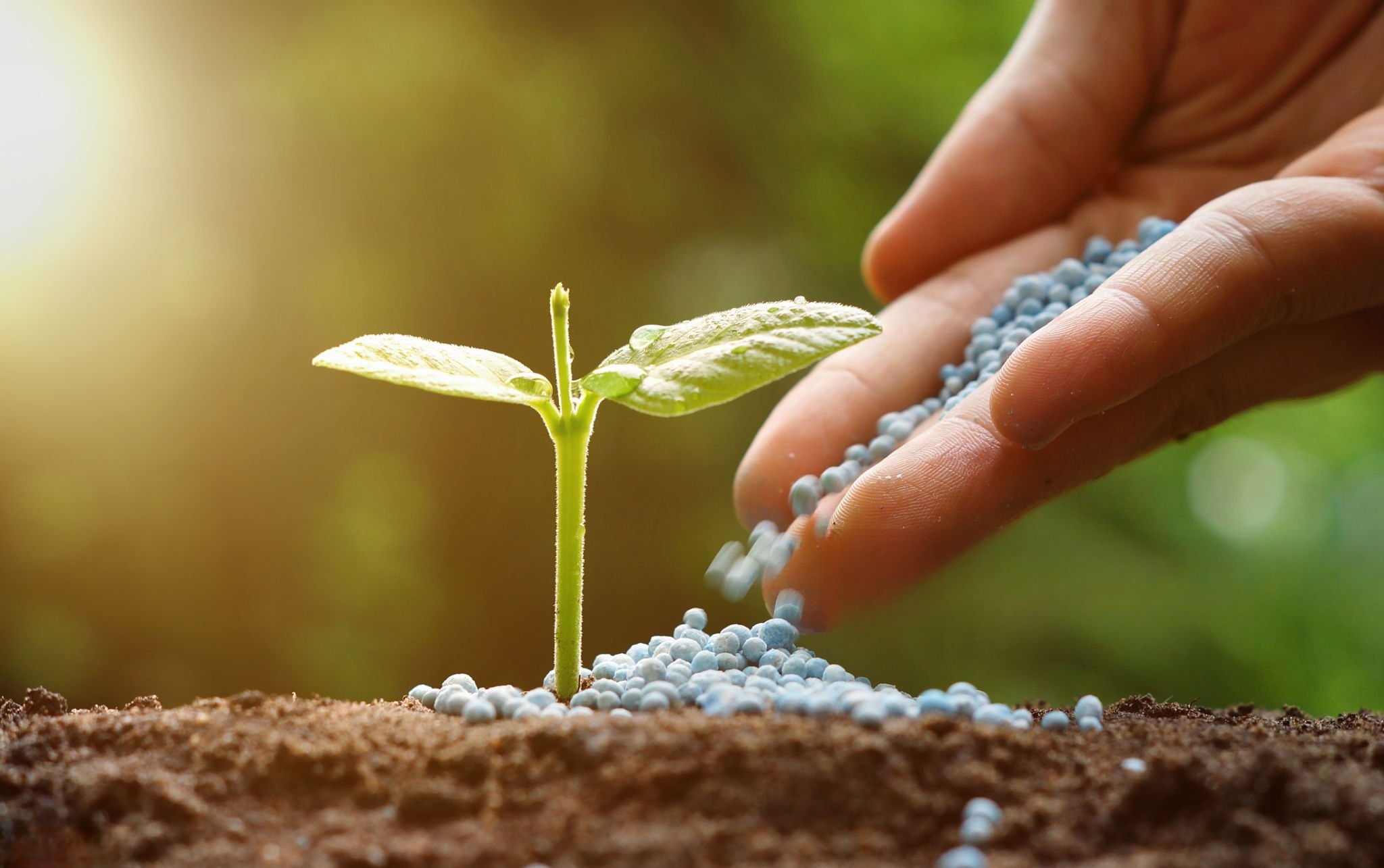 fertilizer application in tropical plantation
